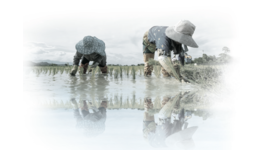 Adding IoT to Water Works Wonders for Malaysian Rice Growers