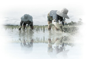 Adding IoT to Water Works Wonders for Malaysian Rice Growers